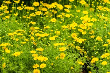 renkli çiçek bahçesi arka plan