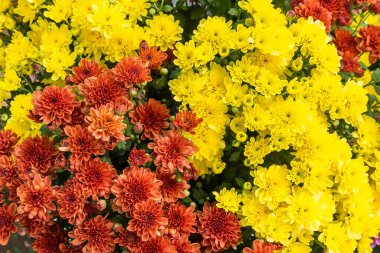 renkli çiçek bahçesi arka plan