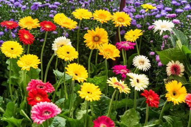 renkli çiçek bahçesi arka plan