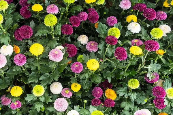colorful flower garden background