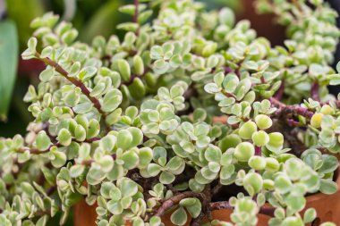 Arkaplan için yeşil yapraklar