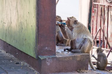 Lopburi 'nin uzun kuyruklu maymunları Tayland' da sıcak bir günde musluktan su içerler. Lopburi 'de birçok maymun sorun yaratır..