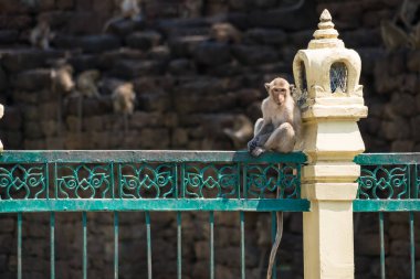 Lopburi şehrinde birçok vahşi maymun sorun çıkarıyor, hem turistlere saldırıyor hem de Lopburi şehrindeki şeyleri yok ediyor..