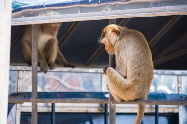 Lopburi şehrinde birçok vahşi maymun sorun çıkarıyor, hem turistlere saldırıyor hem de Lopburi şehrindeki şeyleri yok ediyor..
