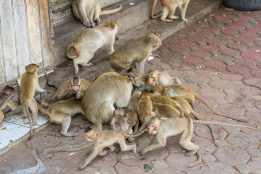Lopburi şehrinde birçok vahşi maymun sorun çıkarıyor, hem turistlere saldırıyor hem de Lopburi şehrindeki şeyleri yok ediyor..