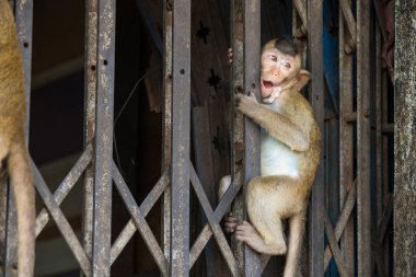 Lopburi şehrinde birçok vahşi maymun sorun çıkarıyor, hem turistlere saldırıyor hem de Lopburi şehrindeki şeyleri yok ediyor..