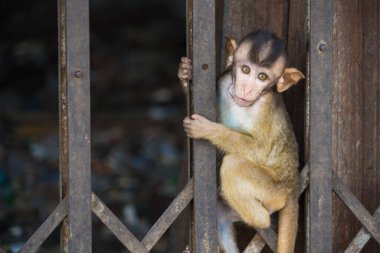 Lopburi şehrinde birçok vahşi maymun sorun çıkarıyor, hem turistlere saldırıyor hem de Lopburi şehrindeki şeyleri yok ediyor..