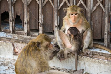 Lopburi şehrinde birçok vahşi maymun sorun çıkarıyor, hem turistlere saldırıyor hem de Lopburi şehrindeki şeyleri yok ediyor..