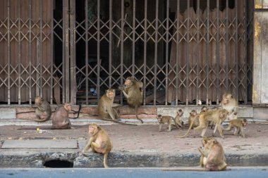 Lopburi şehrinde birçok vahşi maymun sorun çıkarıyor, hem turistlere saldırıyor hem de Lopburi şehrindeki şeyleri yok ediyor..