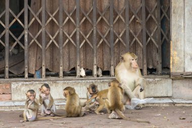 Lopburi şehrinde birçok vahşi maymun sorun çıkarıyor, hem turistlere saldırıyor hem de Lopburi şehrindeki şeyleri yok ediyor..
