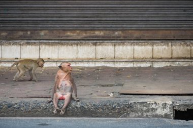 Lopburi şehrinde birçok vahşi maymun sorun çıkarıyor, hem turistlere saldırıyor hem de Lopburi şehrindeki şeyleri yok ediyor..