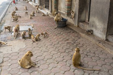 Lopburi şehrinde birçok vahşi maymun sorun çıkarıyor, hem turistlere saldırıyor hem de Lopburi şehrindeki şeyleri yok ediyor..