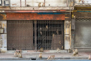 Lopburi şehrinde birçok vahşi maymun sorun çıkarıyor, hem turistlere saldırıyor hem de Lopburi şehrindeki şeyleri yok ediyor..