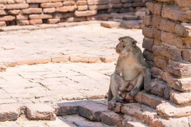 Lopburi şehrinde birçok vahşi maymun sorun çıkarıyor, hem turistlere saldırıyor hem de Lopburi şehrindeki şeyleri yok ediyor..