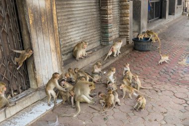 Lopburi şehrinde birçok vahşi maymun sorun çıkarıyor, hem turistlere saldırıyor hem de Lopburi şehrindeki şeyleri yok ediyor..