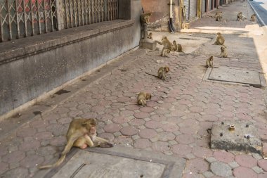 Lopburi şehrinde birçok vahşi maymun sorun çıkarıyor, hem turistlere saldırıyor hem de Lopburi şehrindeki şeyleri yok ediyor..