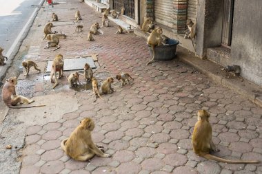 Lopburi şehrinde birçok vahşi maymun sorun çıkarıyor, hem turistlere saldırıyor hem de Lopburi şehrindeki şeyleri yok ediyor..