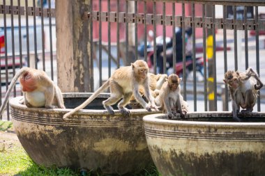 Phrarang 'ın uzun kuyruklu maymunu Sam Yot Tayland' ın sıcak havasında gündüz serinlemek için suda oynuyor..