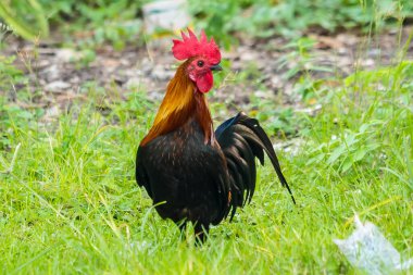 Yeşil doğa arka planında renkli horoz