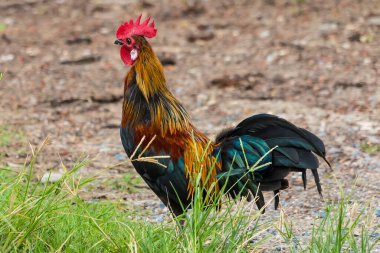 Yeşil doğa arka planında renkli horoz