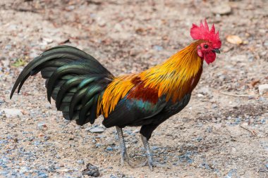 Yeşil doğa arka planında renkli horoz