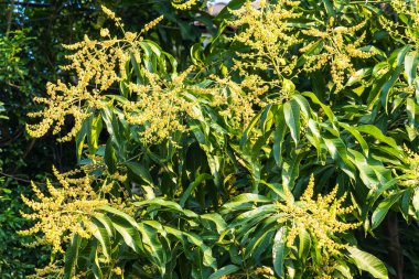 Mango buketi ya da mango çiçeği bahçedeki mango ağaçlarında tomurcuklanıyor.