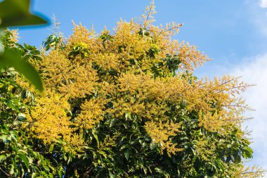 Mango buketi ya da mango çiçeği bahçedeki mango ağaçlarında tomurcuklanıyor.