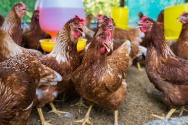 Tavuk kümesindeki dişi tavuklar yumurta yemek için yetiştirilir. Yumurtalar her gün toplanabilir..