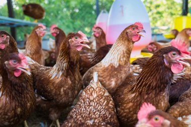 Tavuk kümesindeki dişi tavuklar yumurta yemek için yetiştirilir. Yumurtalar her gün toplanabilir..
