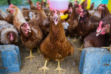 Tavuk kümesindeki dişi tavuklar yumurta yemek için yetiştirilir. Yumurtalar her gün toplanabilir..