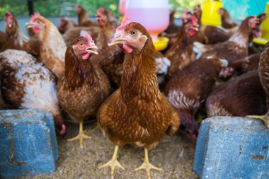 Tavuk kümesindeki dişi tavuklar yumurta yemek için yetiştirilir. Yumurtalar her gün toplanabilir..