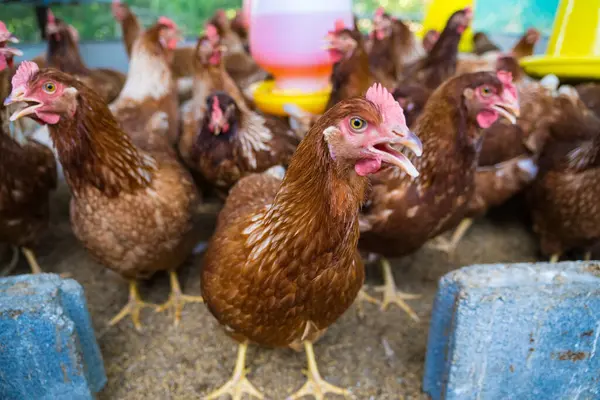 Tavuk kümesindeki dişi tavuklar yumurta yemek için yetiştirilir. Yumurtalar her gün toplanabilir..