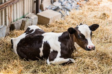 Tayland 'da inek çiftliği tarımı.