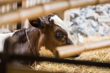 Tayland 'da inek çiftliği tarımı.