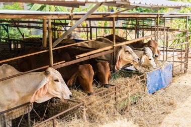 İnekler otlakta ot yiyorlar..