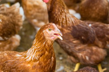 Tavuk kümesindeki dişi tavuklar yumurta yemek için yetiştirilir. Yumurtalar her gün toplanabilir..