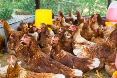 Tavuk kümesindeki dişi tavuklar yumurta yemek için yetiştirilir. Yumurtalar her gün toplanabilir..