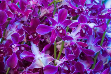 Tayland 'da canlı orkide görüntüsü.