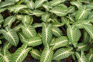 Çiçekçide yemyeşil yapraklar