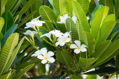 Beyaz Plumeria Çiçekleri ve yemyeşil yapraklar