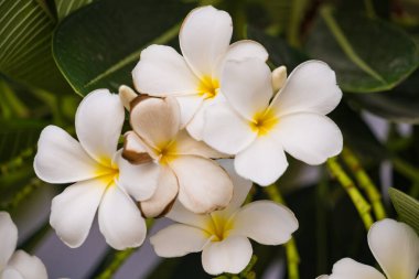Beyaz Plumeria Çiçekleri ve yemyeşil yapraklar