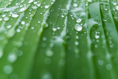 Yağmur sonrası yapraklara yağmur damlaları