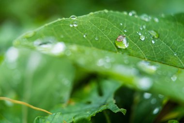 Yağmur sonrası yapraklara yağmur damlaları