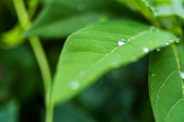 Yağmur sonrası yapraklara yağmur damlaları