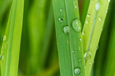 Yağmur sonrası yapraklara yağmur damlaları