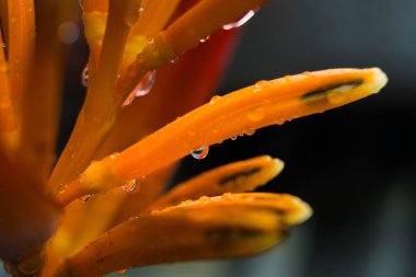 Yağmurdan sonra kırmızı kadife üzerine yağmur damlaları