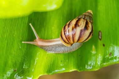 Yeşil yapraklı bir salyangozun yakın çekimi