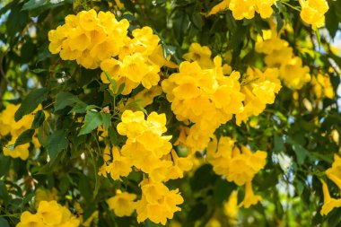 Ağaçtaki sarı trompet çiçekleri