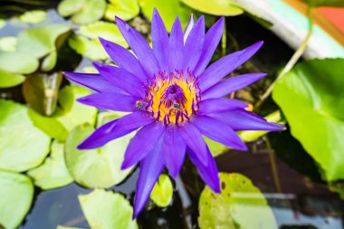 Güzel mor nilüfer çiçeği ve nilüfer çiçekleri bahçedeki bir gölde çiçek açıyor.