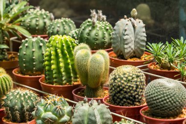Bir grup saksı kaktüsü, bazılarının keskin dikenleri var.